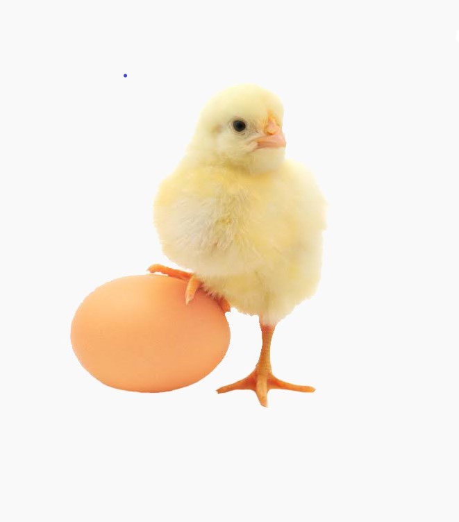 average egg production per day